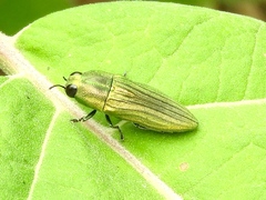 Agaeocera scintillans