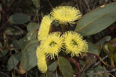 Eucalyptus preissiana