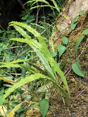 Lepisorus macrosphaerus