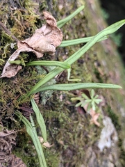 Lepisorus macrosphaerus