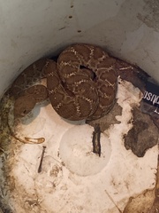 Crotalus ruber