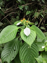 Mussaenda shikokiana