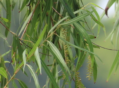 Salix nigra