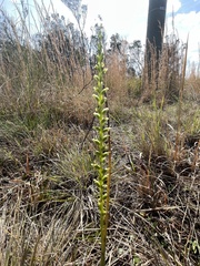 Microtis parviflora