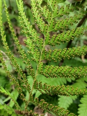 Microlepia strigosa