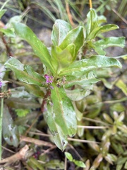 Ammannia crassicaulis