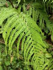 Microlepia strigosa