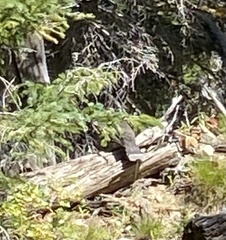 Dendragapus obscurus