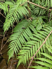 Pseudocyclosorus subochthodes