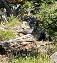 Dendragapus obscurus