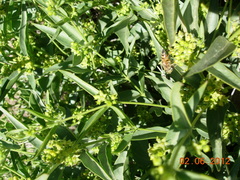 Vincetoxicum dionysiense