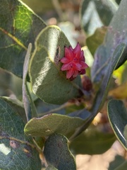 Cynips quercusechinus