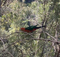 Alisterus scapularis