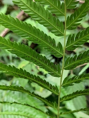 Pseudocyclosorus subochthodes