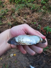 Unionidae