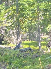 Dendragapus obscurus