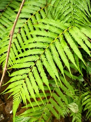 Pseudocyclosorus subochthodes