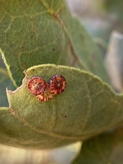 Andricus parmula