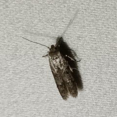 Blastobasis glandulella