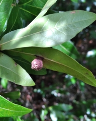 Amphibolips quercusracemaria