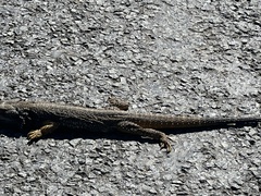 Pogona barbata