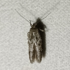 Blastobasis glandulella