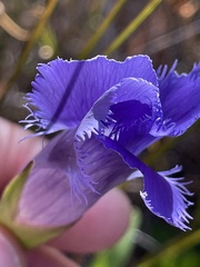 Gentianopsis crinita