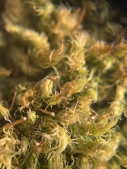 Aulacomnium palustre