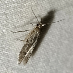 Blastobasis glandulella