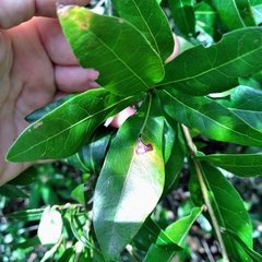 Amphibolips quercusracemaria