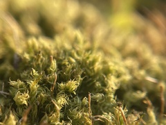 Aulacomnium palustre