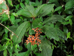 Gesneriaceae