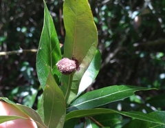 Amphibolips quercusracemaria