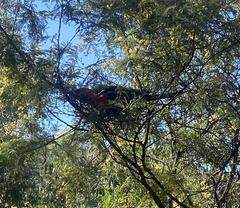 Alisterus scapularis