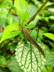 Conocephalus melaenus