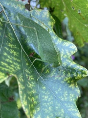 Microcentrum rhombifolium