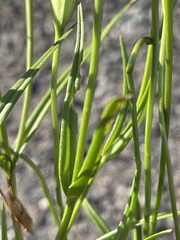 Gentianopsis crinita