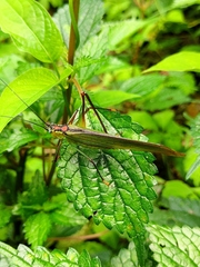 Conocephalus melaenus