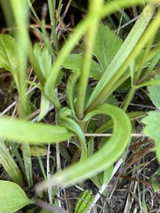 Gentianopsis crinita