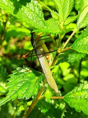 Conocephalus melaenus