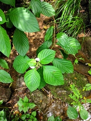 Mussaenda shikokiana