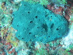 Irciniidae