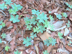 Oxalis metcalfei