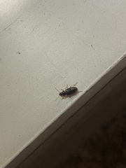 Stenolophus ochropezus