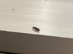 Stenolophus ochropezus