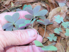 Oxalis metcalfei