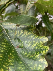 Microcentrum rhombifolium