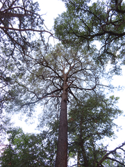 Pinus leiophylla