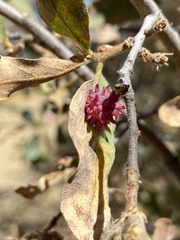Cynips quercusechinus