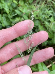 Eragrostis pectinacea